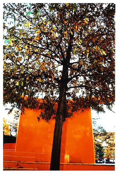 Arbre.jpg